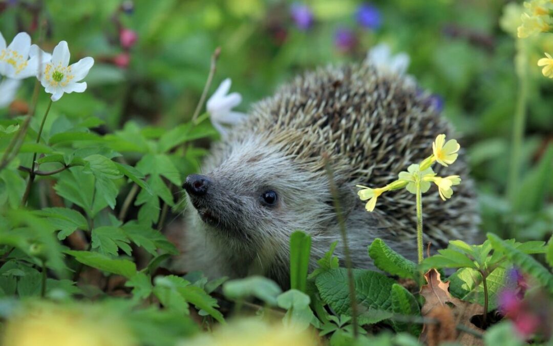 Environnement : Protégeons les hérissons dans nos jardins !