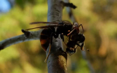 Biodiversité – Que faire en cas de présence d’un nid de frelons asiatiques ?