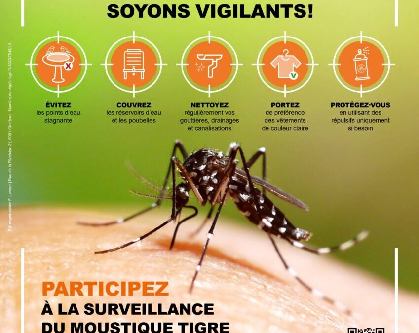 Moustique tigre : signalez leur présence