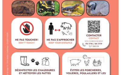Grippe aviaire : Que faire si vous trouvez des animaux blessés ou morts ?