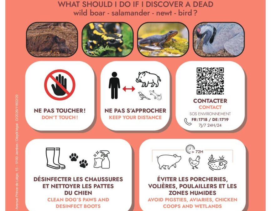 Grippe aviaire : Que faire si vous trouvez des animaux blessés ou morts ?
